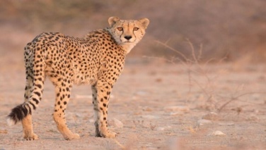 هشدار درباره آینده تنوع زیستی و فراخوانی برای مسئولیت‌پذیری ملی